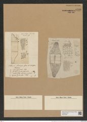 Isthmiella lindigiana (Grun. et Eul.) De-Toni (de-Toni-Nr.: Genus 116, Species 3328) Zeichnungen Sammlung Grunow Nr. 6733 (NHMW-BOT-W0375546)